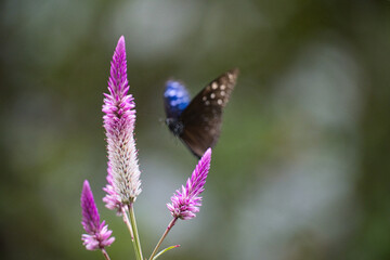 花の蜜を吸う美しい蝶の風景
