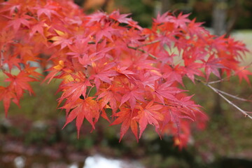 紅葉