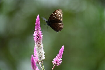 花の蜜を吸う美しい蝶の風景