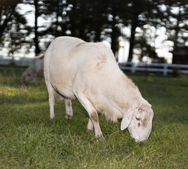 Obraz na płótnie Canvas Grown sheep ram in a summer paddock