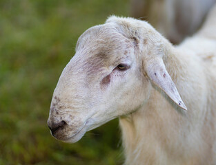 Obraz premium Katahdin sheep ram profile
