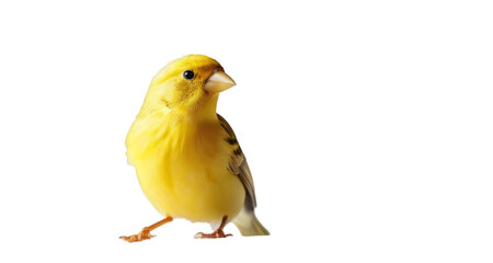 yellow parrot bird white background, isolate, png