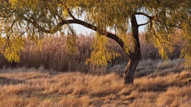 Closeup Single Willow Tree Next To The Lake Water Grown With Dry Golden Reed Lit By The Warm Autumn Sunset