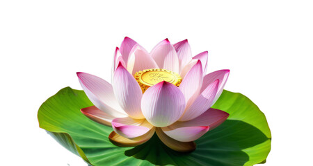 pink lotus flower white background, isolate, png