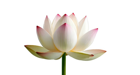 lotus flower white background, isolate, png