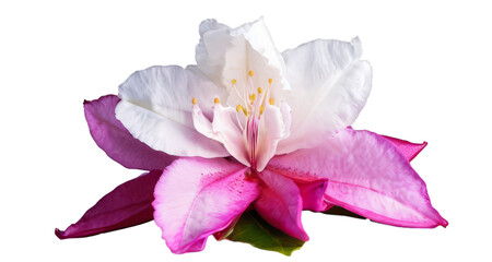 pink lily flower white background, isolate, png