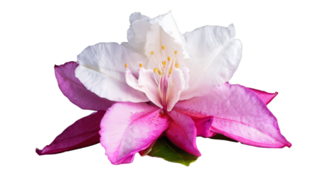 pink lily flower white background, isolate, png