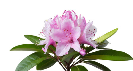 pink flower white background, isolate, png