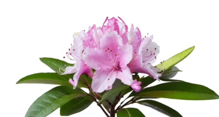 Crédence en verre imprimé Azalée pink flower white background, isolate, png
