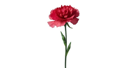 Obraz premium red carnation flower white background, isolate, png