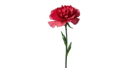 red carnation flower white background, isolate, png