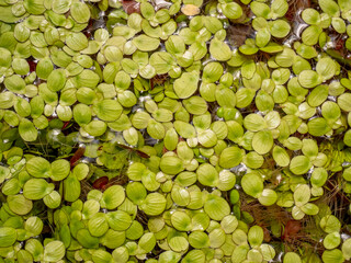 Grail of aquatic plants , duckweed on the water