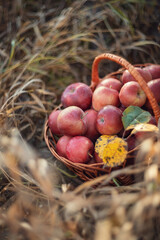 Photo of a basket of red autumn apples.