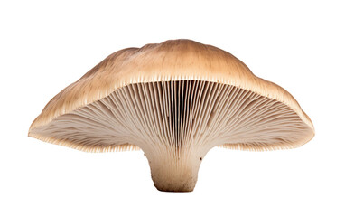 Mushroom Farming Substrate Basics on Transparent Background