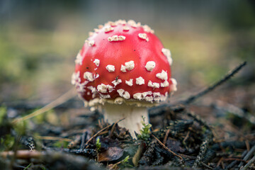 Fly agaric (amanita muscaria) detail macro photo of small red mushroom with white dots