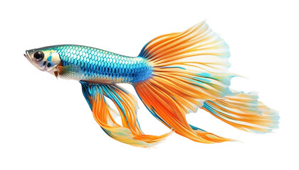 Fototapeta premium A 3d Guppy