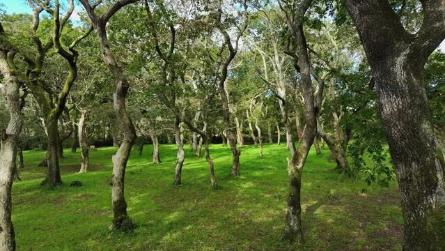 Forest With Twisted Old Tree Trunks In Carballeira Municipal de Baio, A Coruna, Spain. Sideways Shot