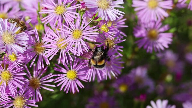 Purple pink Aster dumosus (rice button aster) flowers with yellow center in German garden. with a bumblebee looking for pollen