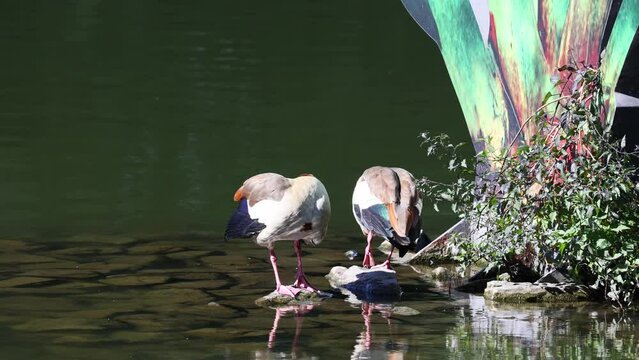 two Egyptian geese at Seileresee in Iserlohn