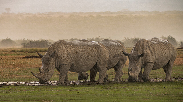 3 rhinos under the equatorial shower