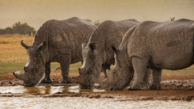 Wet rhinos after an equatorial shower