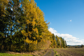 Colorful autumn landscape with vivid yellow and orange trees, sunlight, meadows, forests and fields
