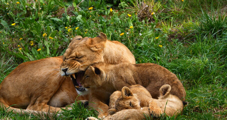 African Lion, panthera leo, Mother and Cub