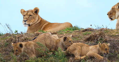 African Lion, panthera leo, Mother and Cub