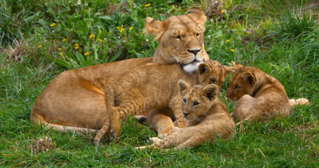 African Lion, panthera leo, Mother and Cub