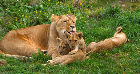 African Lion, panthera leo, Mother and Cub