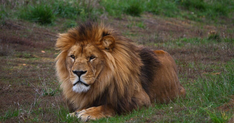 African Lion, panthera leo, Male with a nice Mane
