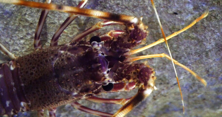 Spiny Lobster, palinurus elephas, Seawater Aquarium in France