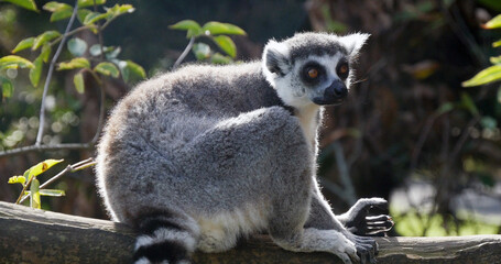 Ring Tailed Lemur, lemur catta. Adult standing on branch © slowmotiongli