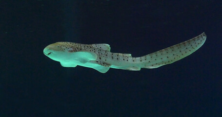 Leopard Shark, stegostoma fasciatum, Adult Swimming