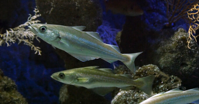European pollock, pollachius pollachius, Fishes Swimming