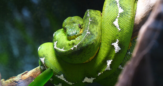 Emerald Tree Boa, corallus caninus, Adult Wrapped around a Branch