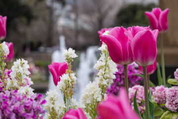 濃いピンク色のチューリップの花。噴水が見える公園。