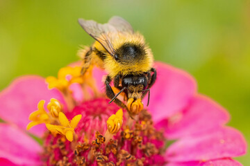 Bumblebee on a flower macro. Bumblebee collects flower nectar...