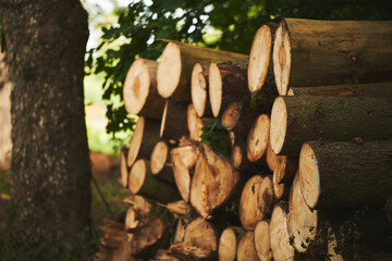 Wooden logs of pine wood in the forest, stacked in a pile. Freshly chopped tree logs are stacked up on top of each other in a pile.
