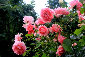 Different colors roses in vienna. Close up,Volksgarten roses, Volksgarten in Vienna, Austria