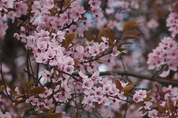 Pink plum flowers in close-up. A flowering plum tree