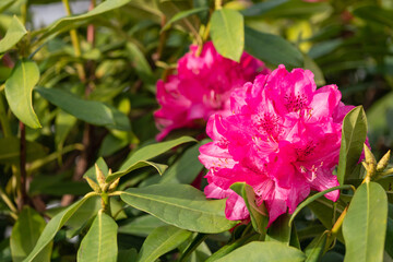 眩いピンク色のシャクナゲの花。