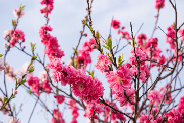 空と可愛らしい花桃の花。