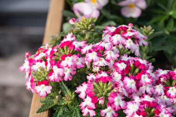 白とピンク色のバーベナ。花壇に咲いてる花。