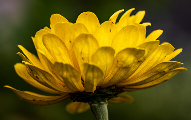 Fototapeta premium Macro Photography Close-up of a Bight Yellow Marigold