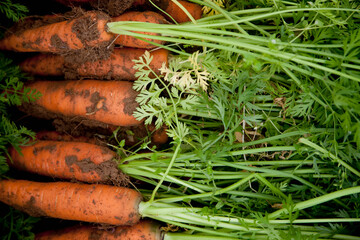 Close up of carrots covered in soil
