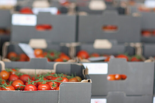Rows of crates filled with vine tomatoes
