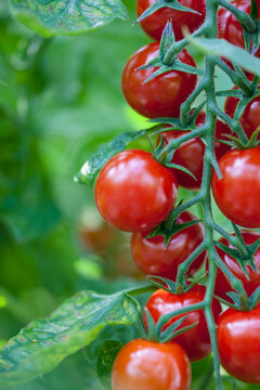 Close up of tomatoes on the vine
