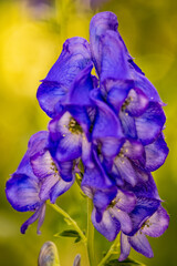 Purple Larkspur 