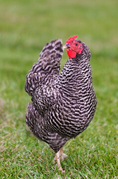 Dominique chicken hen on a grassy field
